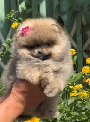 Pomeranian Boo Mini Welpen