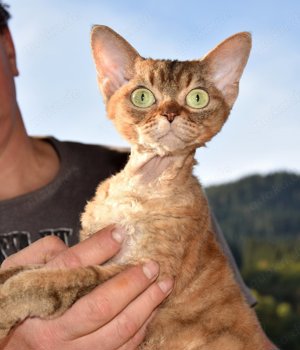 Platz vor Preis. Mädchen KATY , Devon REX reinrassig. 