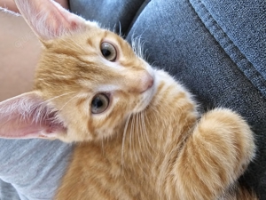 Zuckersüßer Kater abzugeben