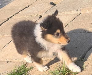 Amerikanischer Langhaar Collie Bube sucht ein Zuhause 