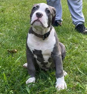 American bully XL Alpha Rüde