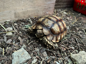 Spornschildkröten - Centrochelys sulcata Nachzuchten Jungtiere