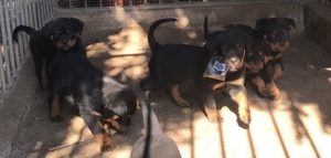 Verspielte Rottweilerwelpen