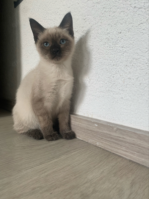 Siam Kitten (Kater) zu verkaufen