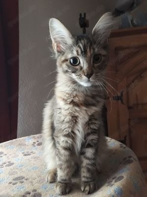 Maine Coon Katzenbabys 