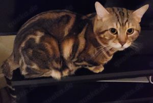 Bengal Mix BKH Deckkater mit Erfahrung (kein Verkauf) Bild 4