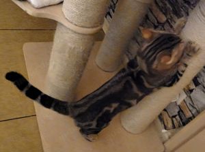 Bengal Mix BKH Deckkater mit Erfahrung (kein Verkauf) Bild 6