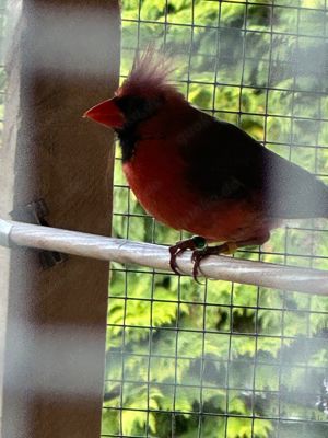 vogel zu verkaufen 