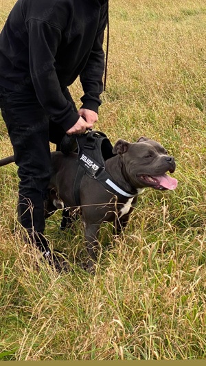 3,5 jähriger American Bully rüde sucht für immer zuhause 