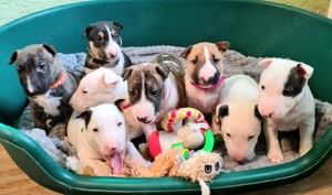 Miniature Bull Terrier Welpen mit Ahnentafel 