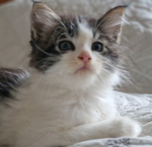 Maine Coon Kitten