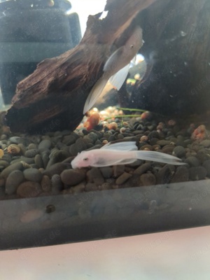 l 144 snow white longfin welse Aquarium 