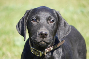 Labrador Mix Junge 