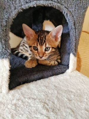 Bengalkatzen 