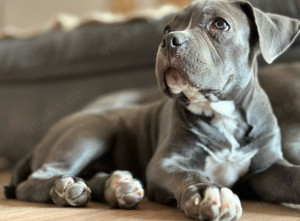 American Bully