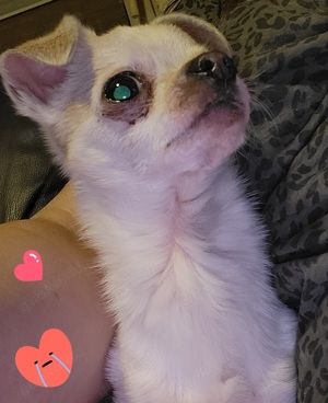 liebe Chihuahua mischling 