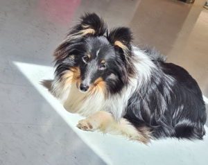 Sheltie Rüde 