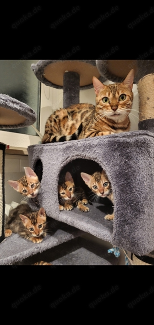 Bengal Kitten 