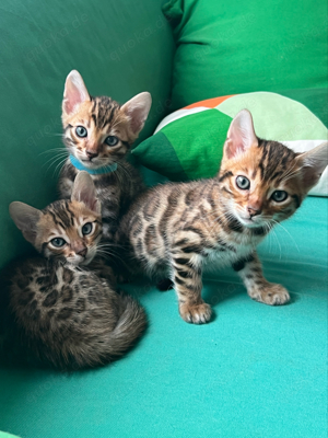 Bengal Kitten