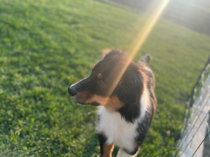 noch 2 Australian Shepherd Kinder zu verkaufen