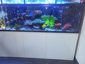 Meerwasseraquarium kompletter Inhalt