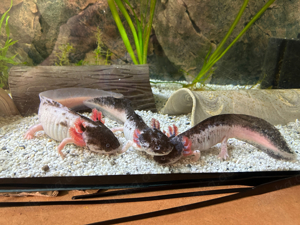 Starke Harlekin Axolotl (Versand möglich)