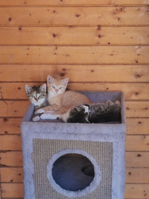 2 Kitten Weiblich (Hauskatzen)