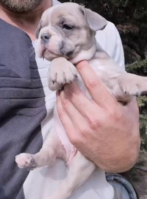 Französische Bulldogge 