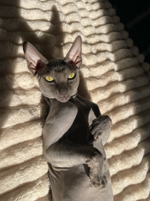 Sphynx Kater 