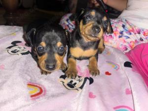 2 Zwergpinscher Mädchen Zu Verkaufen 