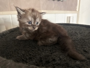 5 Maine Coon Kitten (Black Smoke)