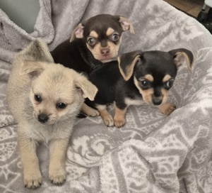 schöne Chihuahua Welpen suchen liebevolles Zuhause 