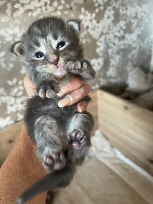 Reinrassige Maine Coon Kitten typvoll 