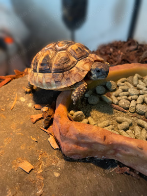 Griechische Landschildkröte 