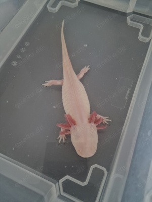 4 Axolotl _ axantic weißling - goldliling - axantic wildling - weißling mit spots