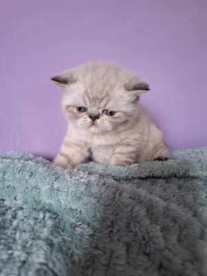 Exotic Shorthair Kitten