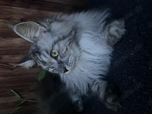 Maine Coon 