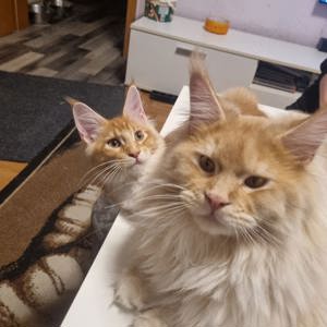 Maine Coon Mädchen mit Stammbaum 