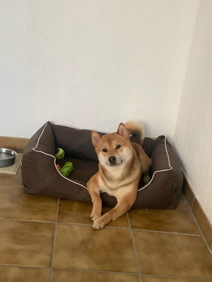 Deckrüde   Shiba Inu