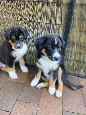 Australian Shepherd Welpen 