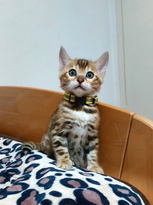 Bengal kitten 