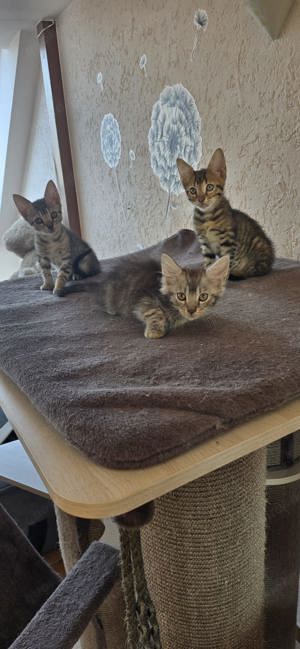 Mainecoon mix Kitten