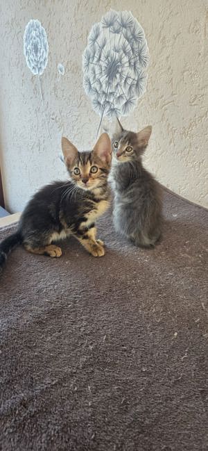 Mainecoon Mix Kitten