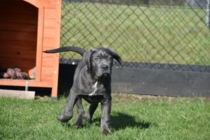 Cane Corso-Welpen blau gefärbt