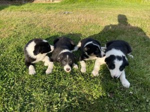 Schöner Border Collie