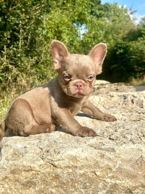 Schöne Französische Bulldogge Welpen 