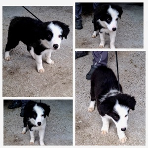 Bordercollie 13 Wochen 