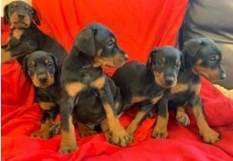 Kc Reg Dobermannwelpen zu verkaufen