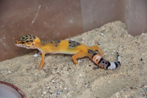 Leopardgecko - Nachzucht 2024