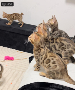 Reinrassige Bengal Katzen